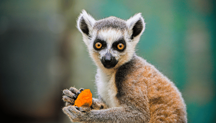 Family Fun at Zootastic Park