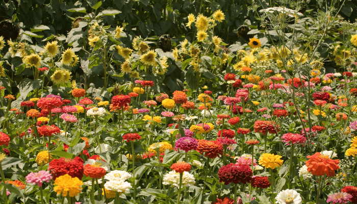 Flower Farms