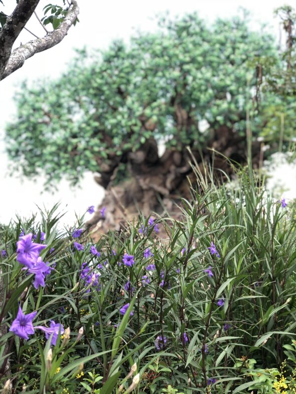 Walt Disney World Resort