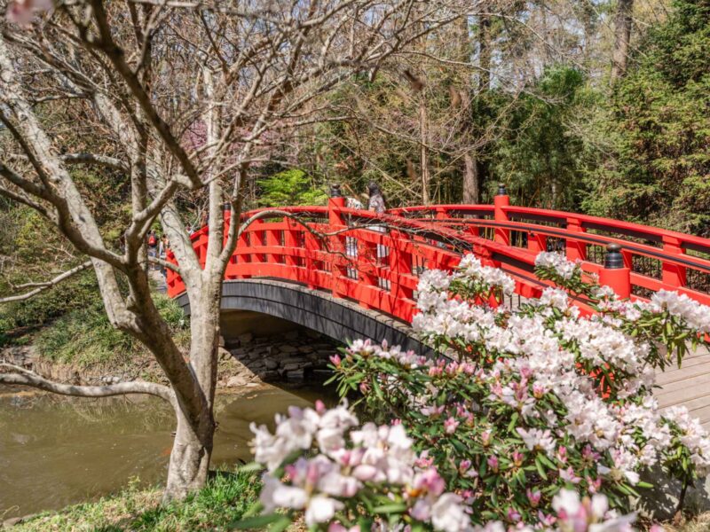 Red Bridge at Sarah P. Duke Gardens in Spring