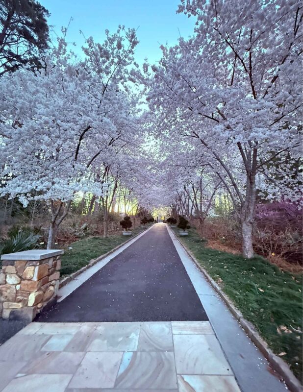 Sarah P. Duke Gardens Cherry Blossom trees in white and pink