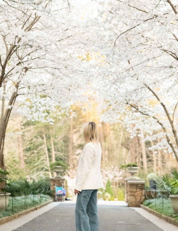 Sarah P. Duke Gardens cherry blossom trees in white