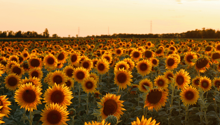 Sunflower Fields