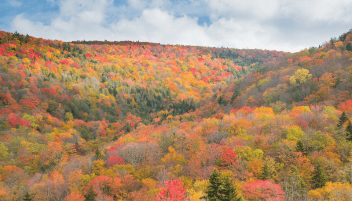 fall foliage in nc
