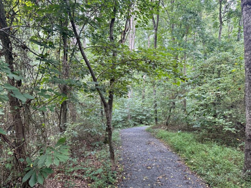 Chinqua-Penn Trail trees