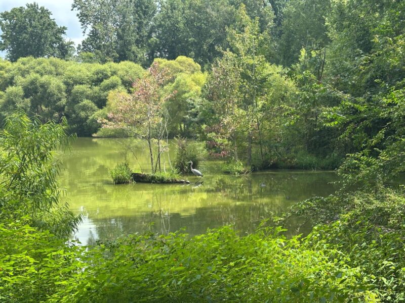 Chinqua-Penn Trail green pond