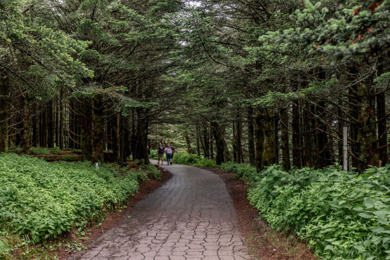 mt. mitchell state park Summit Trail