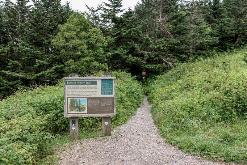 mt. mitchell state park Summit Trail