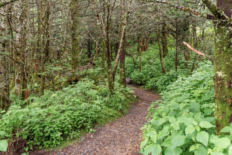 mt mitchell state park bushes and trees