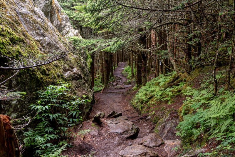 mt mitchell state park bushes and trees boulder