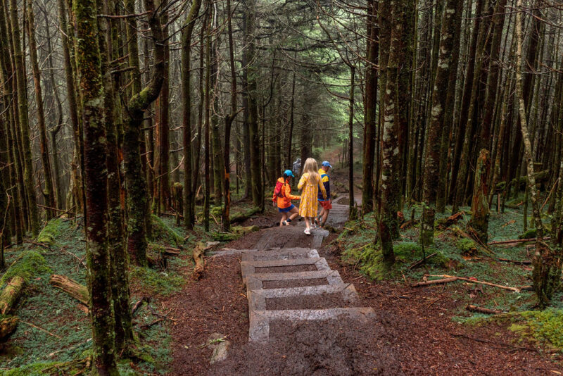 mt mitchell state park trees trail with kids