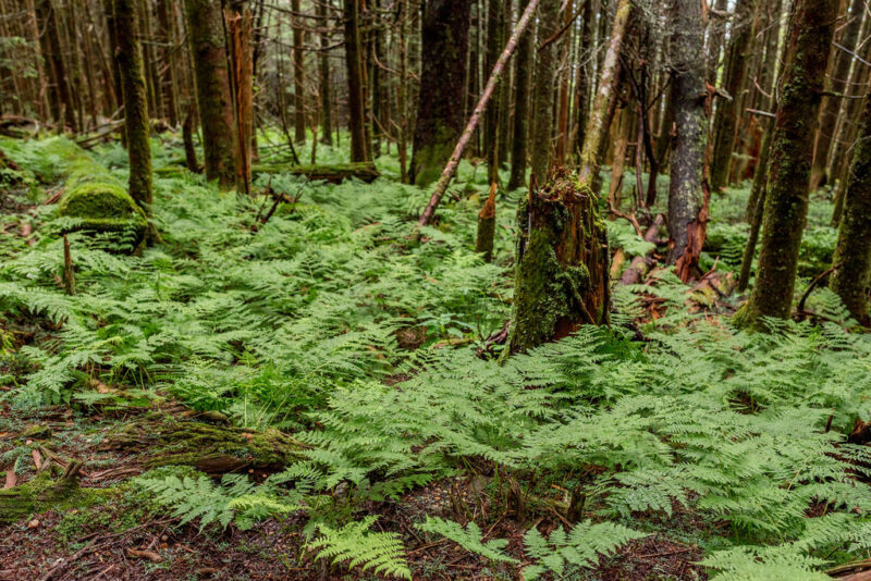 mt mitchell state park bushes and trees