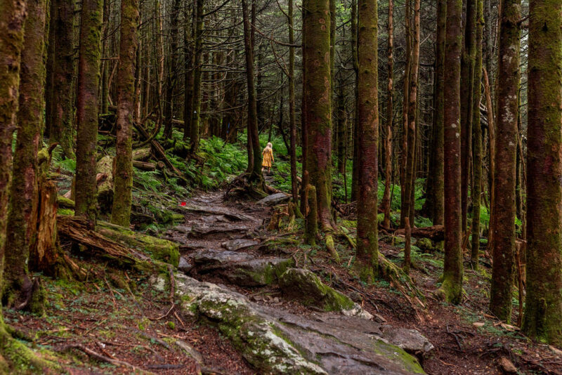 mt mitchell state park trees
