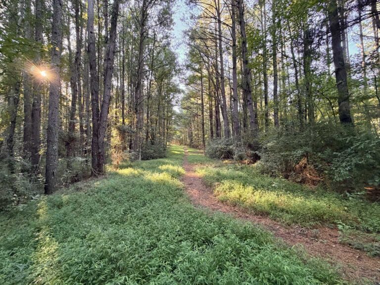 Palmetto trail Greensboro NC