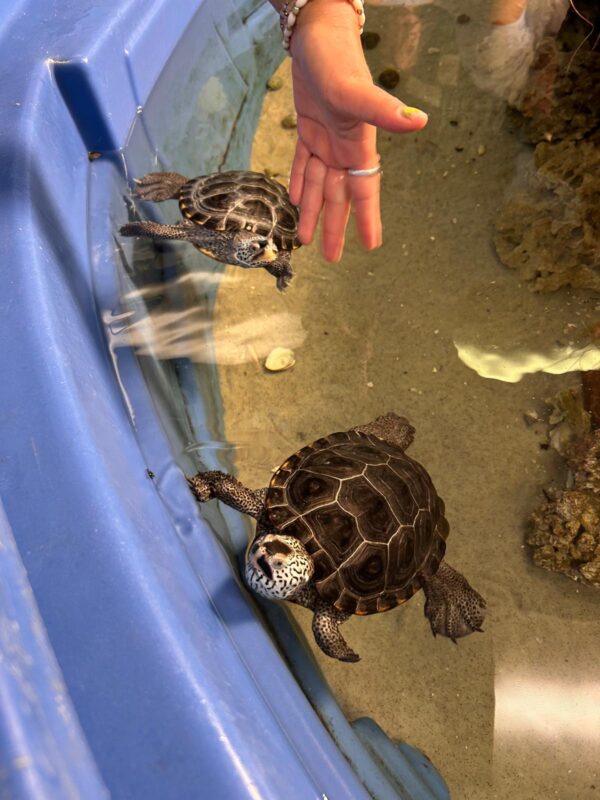 Topsail island touch tank aquarium baby turtle