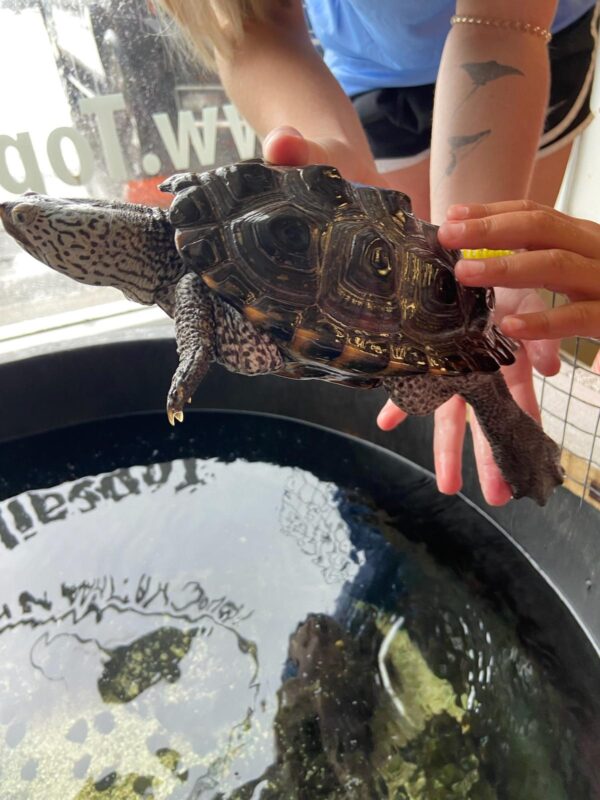 Topsail island touch tank aquarium turtle