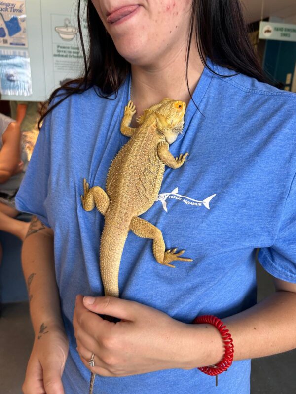 Topsail island touch tank aquarium small lizard