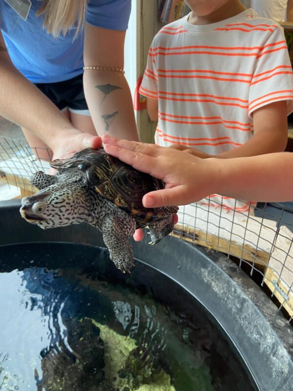 Topsail island touch tank aquarium kids touching turtle
