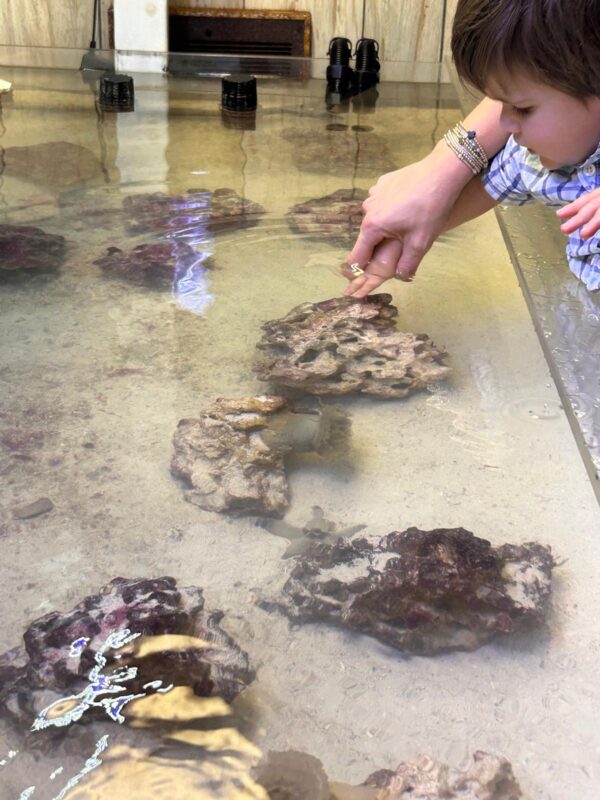 Topsail island touch tank aquarium