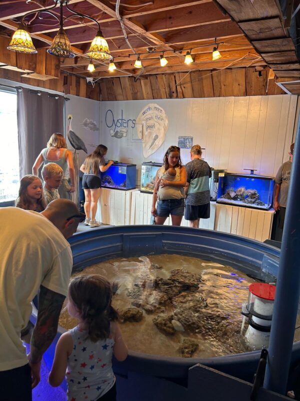 Topsail island touch tank aquarium