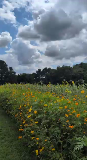 Dorothea Dix Park & Gipson Play Plaza Raleigh NC the sunflower field