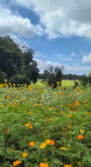 Dorothea Dix Park & Gipson Play Plaza Raleigh NC the sunflower field