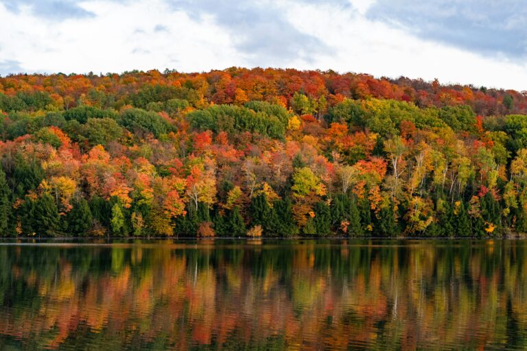 Fall Foliage