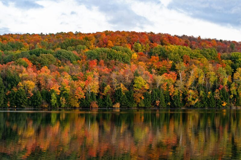 Fall Foliage