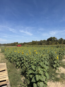 Armstrong Artisan Farm