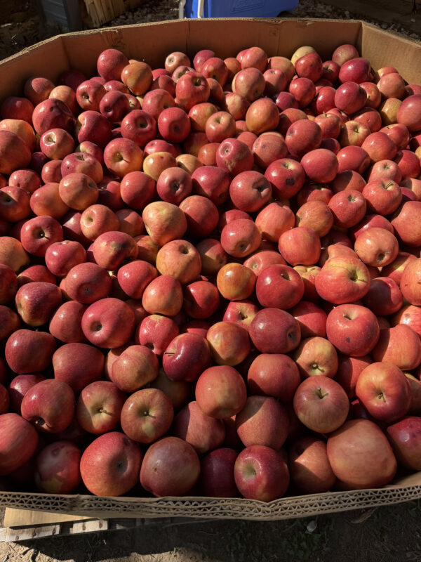 Armstrong Artisan Farm: A Family-Friendly Fall Day Near Greensboro